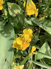 Magnoliopsida