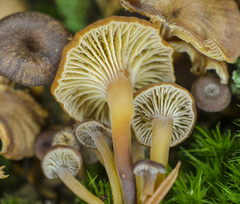 Xeromphalina brunneola