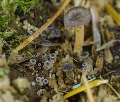 Xeromphalina brunneola