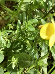 Magnoliopsida