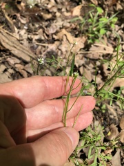 Cardamine parviflora