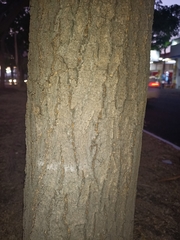 Tabebuia rosea