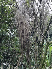 Clerodendrum cyrtophyllum