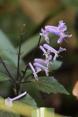 Plectranthus ciliatus