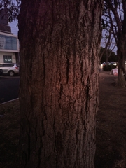 Roseodendron donnell-smithii