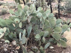 Opuntia engelmannii engelmannii