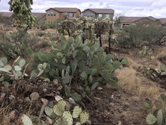 Opuntia engelmannii engelmannii