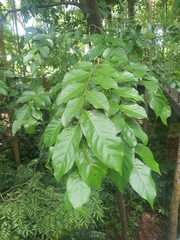 Hopea odorata