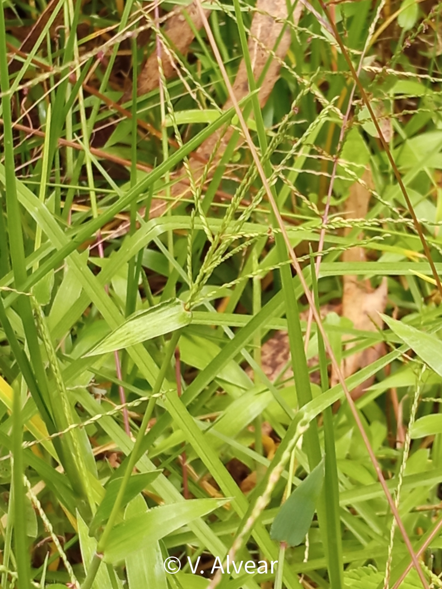 Paspalum candidum