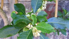 Iochroma arborescens