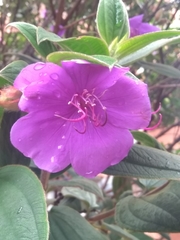 Melastomeae