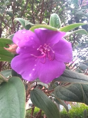 Melastomeae