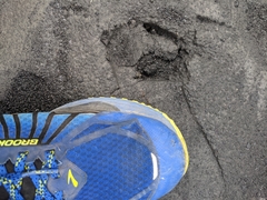 Cervus nippon taiouanus