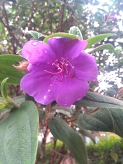 Melastomeae