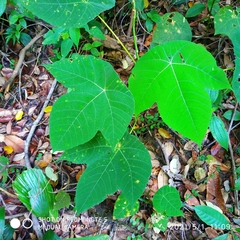 Macaranga triloba