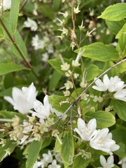 Deutzia gracilis