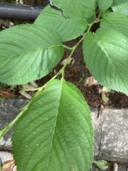 Magnoliopsida