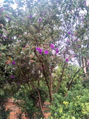 Melastomeae