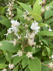Deutzia gracilis