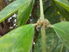 Lasianthus hispidulus