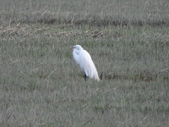 Ardea alba