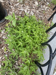 Chenopodium ficifolium