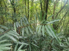 Dipterocarpus oblongifolius