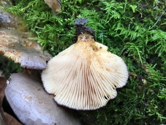 Sarcomyxa serotina image