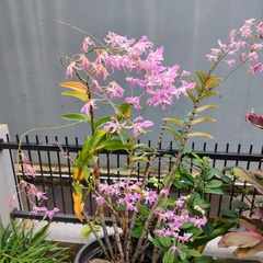 Dendrobium