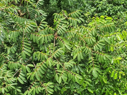 Pelong (Pentaspadon motleyi)