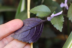 Plectranthus ciliatus