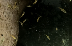 Pempheris compressa