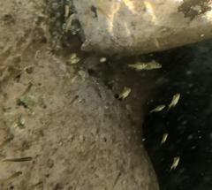 Pempheris compressa