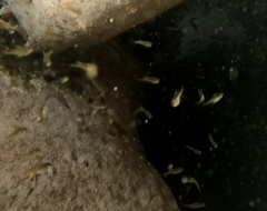 Pempheris compressa