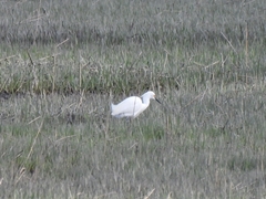 Egretta thula