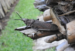 Dictyophorus griseus