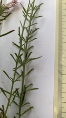 Hermbstaedtia odorata