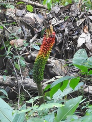 Amorphophallus