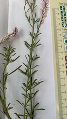 Hermbstaedtia odorata