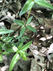 Galium arkansanum