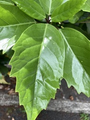 Aucuba japonica