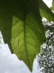 Aucuba japonica