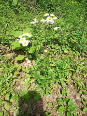 Erigeron philadelphicus
