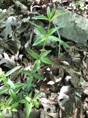 Galium arkansanum