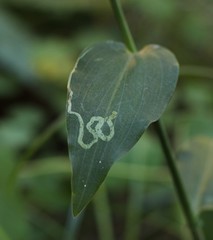 Liriomyza huidobrensis