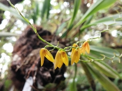 Stelis immersa