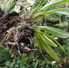 Stelis immersa