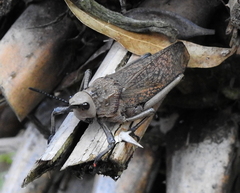 Dictyophorus griseus