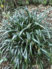 Liriope muscari