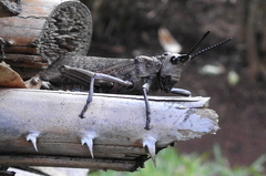 Dictyophorus griseus